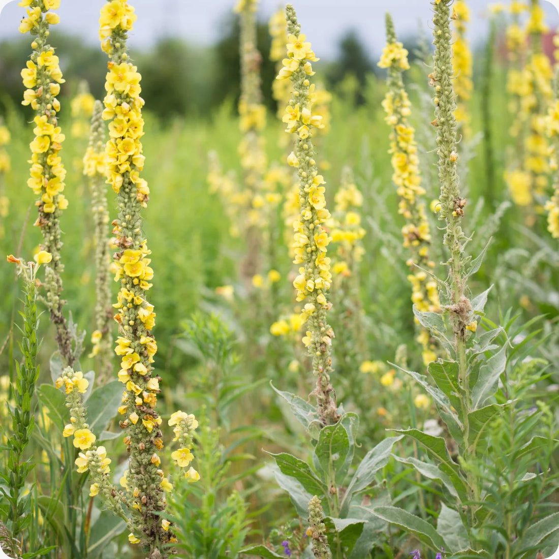 Yellow Verbascum flower seeds