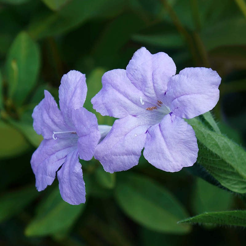 Purple Humilis flower seeds