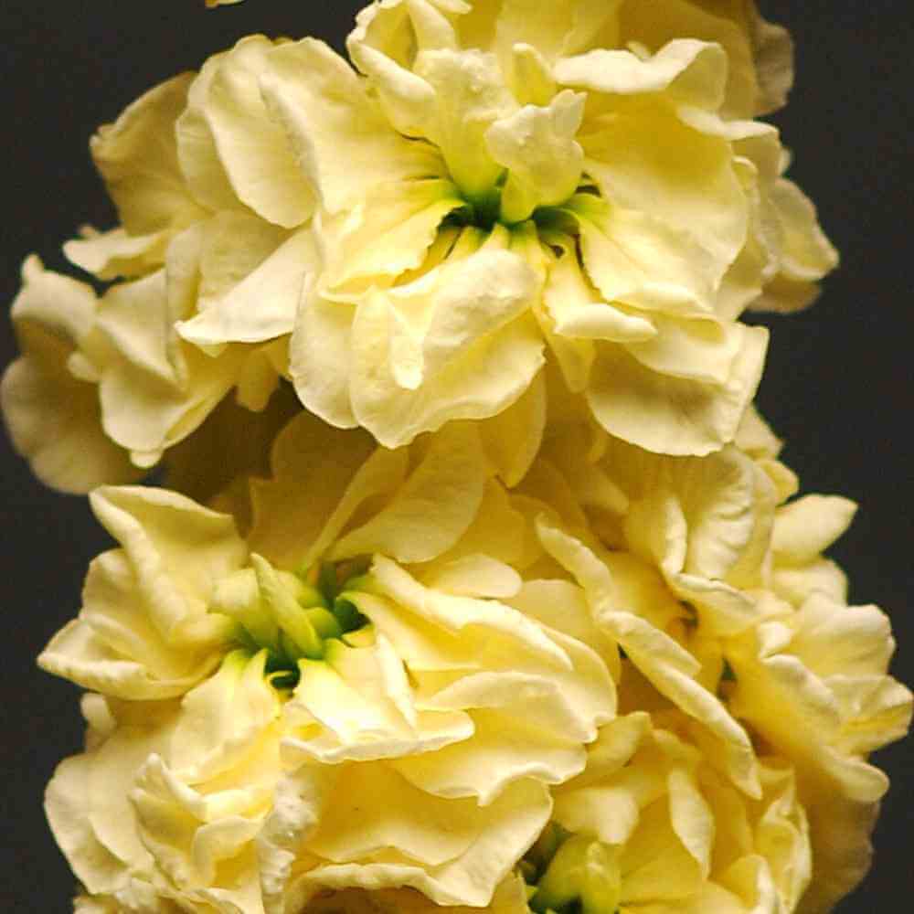 Yellow Matthiola flower seeds