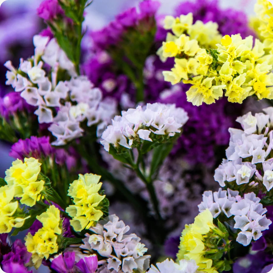 Herencia flower seeds