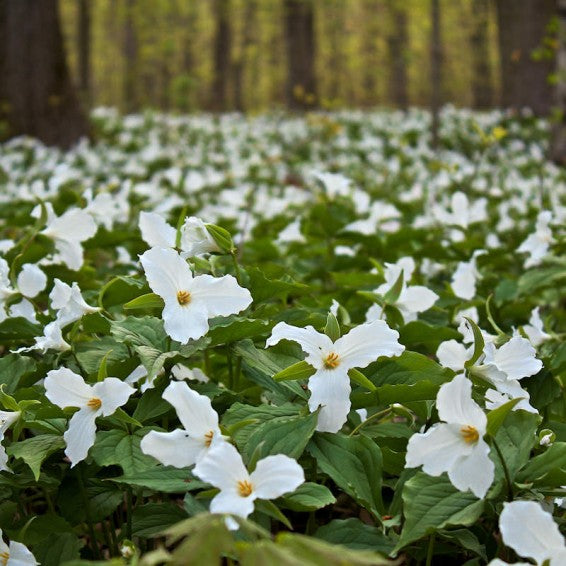 Trillium flower seeds