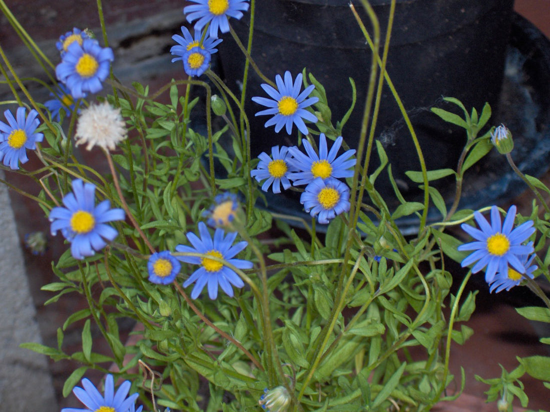 Blue Felicia flower seeds