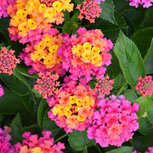 Feston Rose Lantana plant