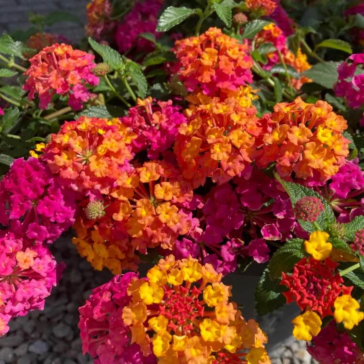 Feston Rose Lantana plant