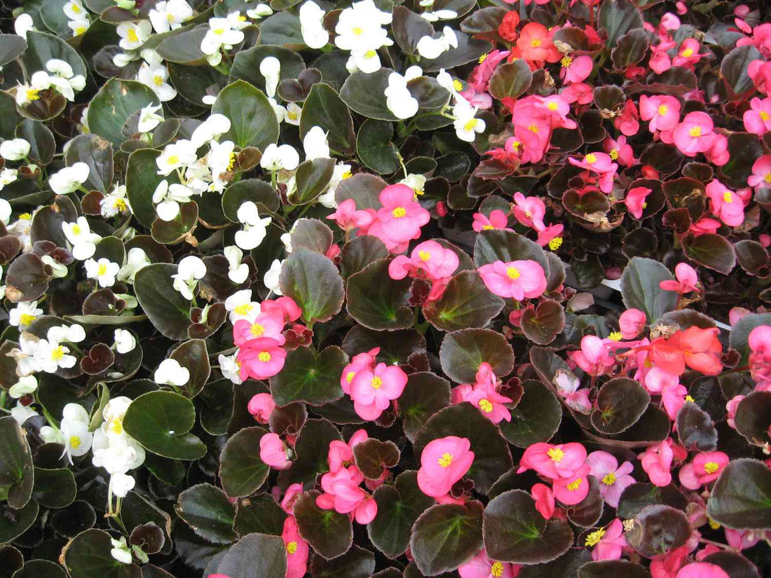 Rose Begonia flower seeds