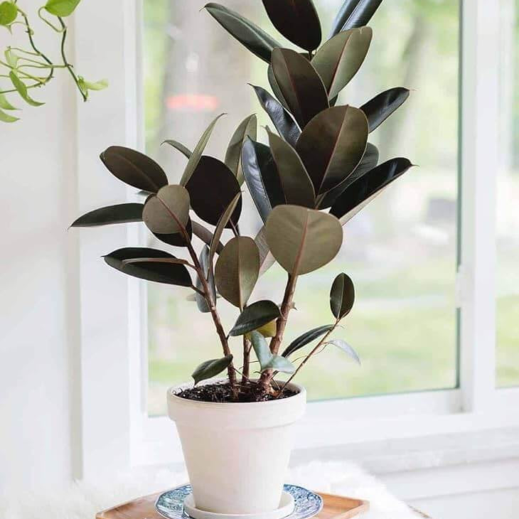 Ficus Elastica plant