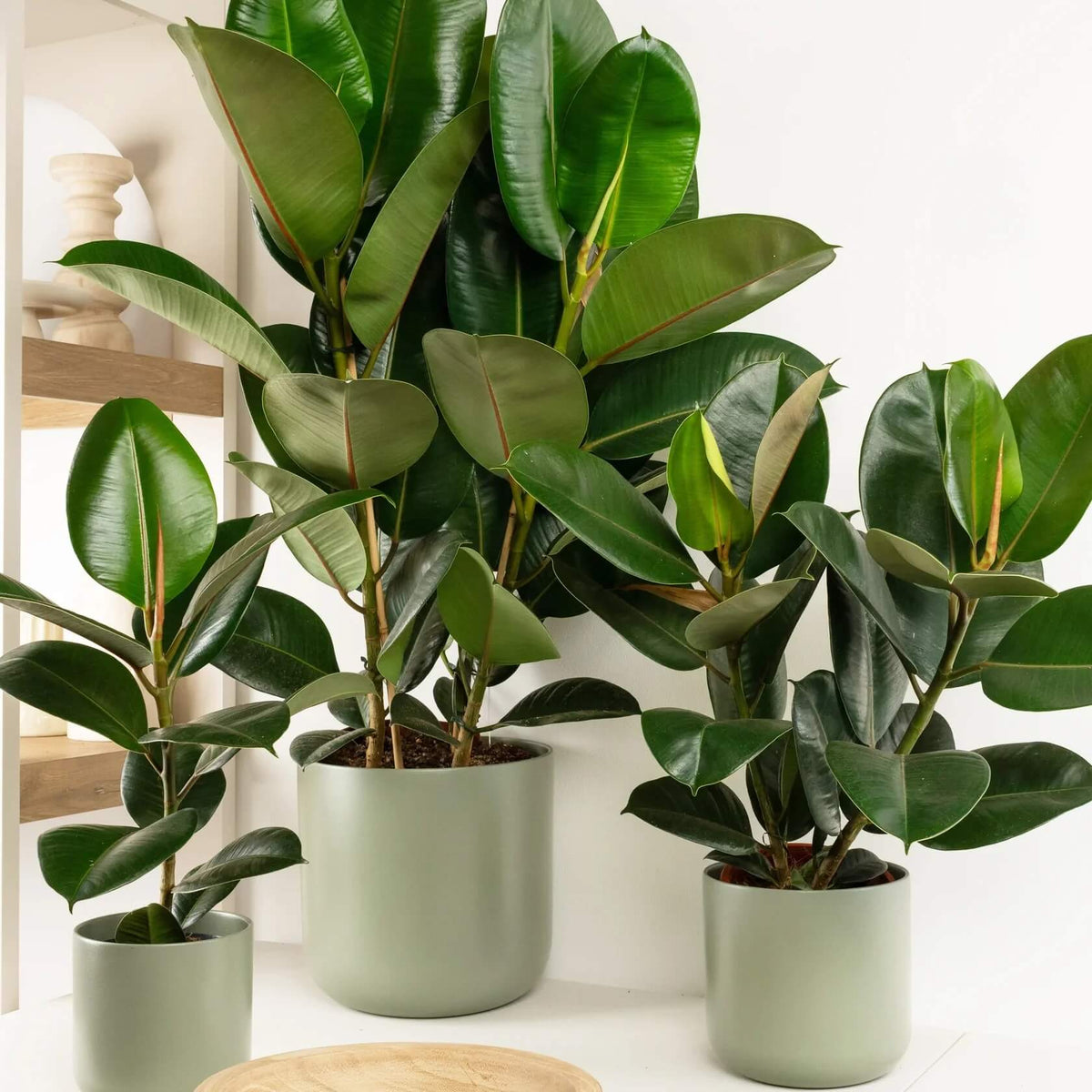 Ficus Elastica plant
