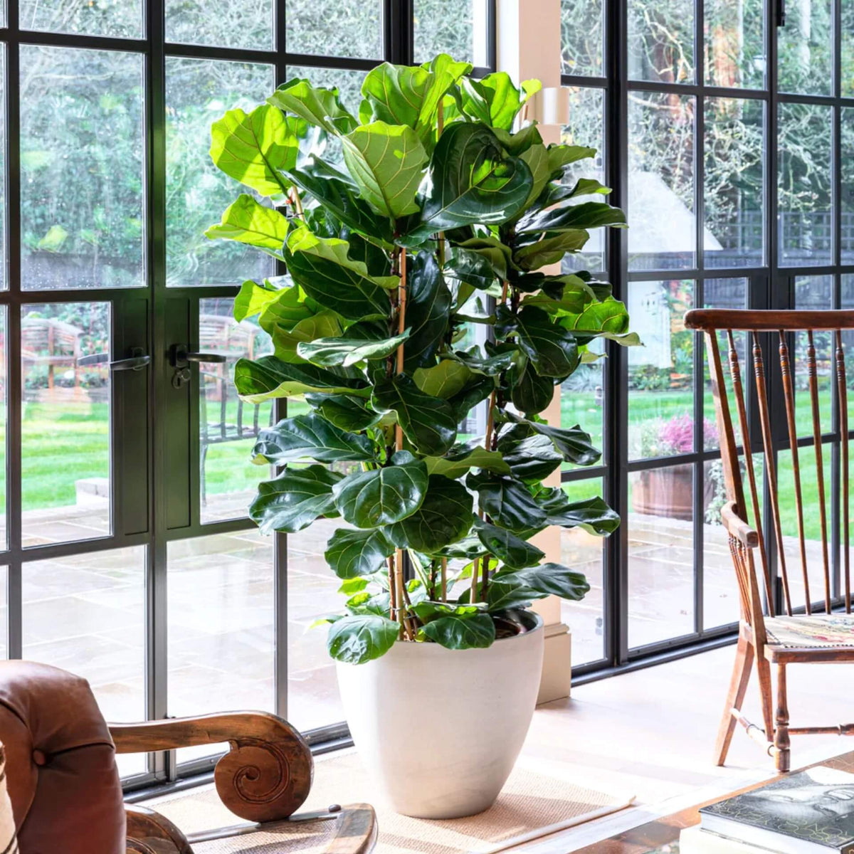 Ficus Lyrata plant