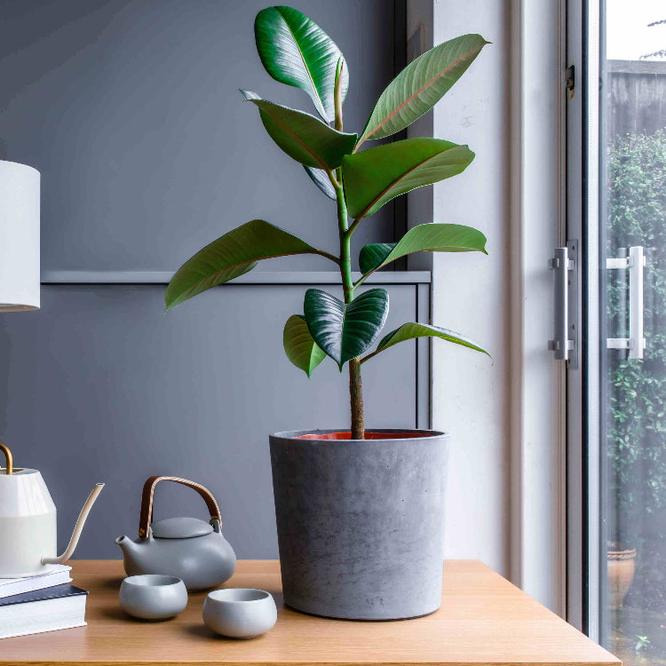 Fiddle Leaf Rubber Plant