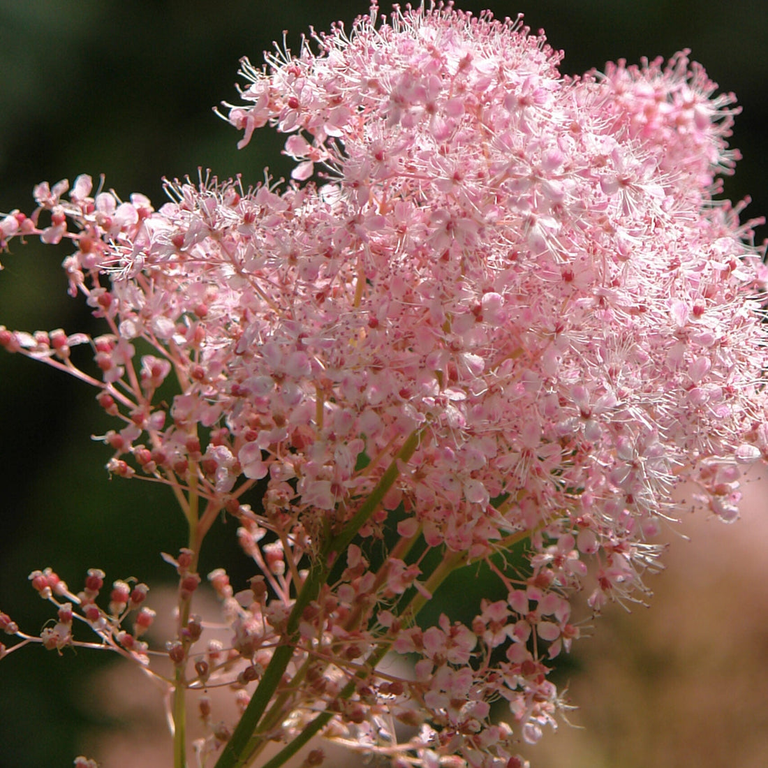 Pink Filipendula flower seeds