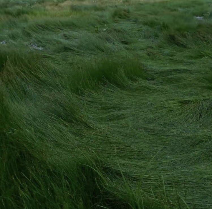 Fine Fescue grass seeds for planting and cool-season lawn growth
