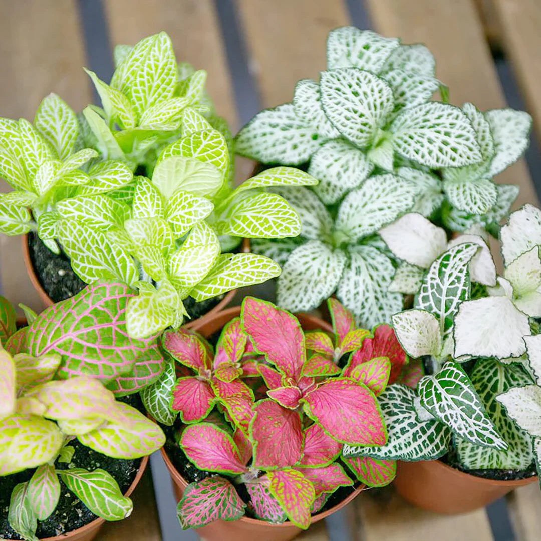 Fittonia Verschaffeltii flower seeds