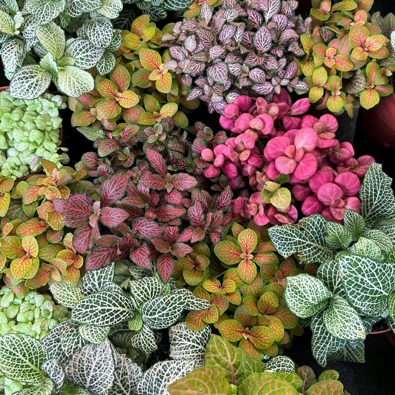 Fittonia Verschaffeltii plant