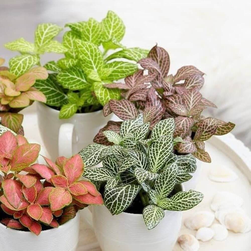 Fittonia Verschaffeltii plant