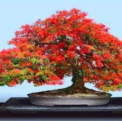Flamboyant Flame Tree plant