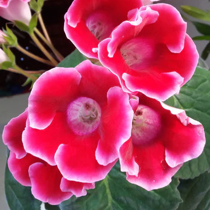 Sinningia Gloxinia flower seeds