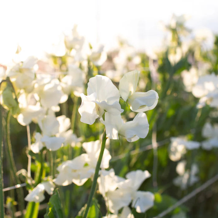 Cream Sweet flower seeds