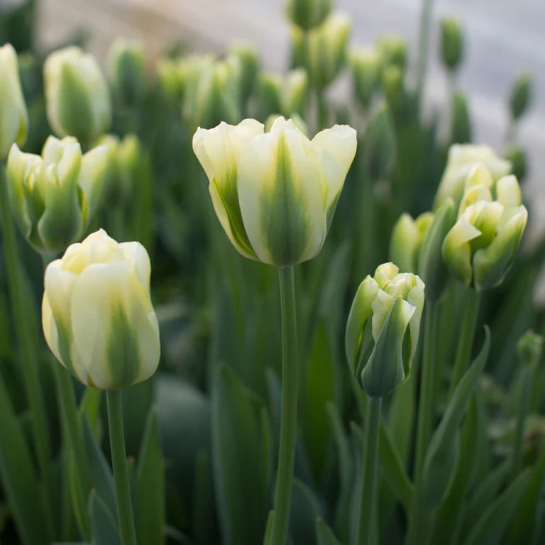 Green Tulip Flower Seeds for Planting – Heirloom Non-GMO Garden Seeds