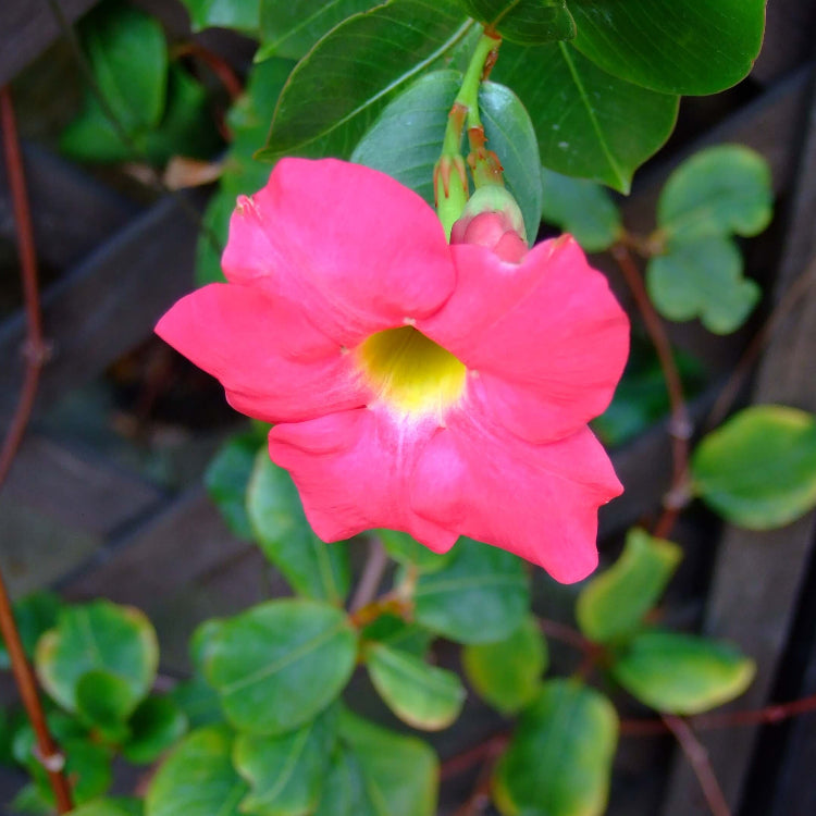 Brazilian Jasmine Mandevilla plant