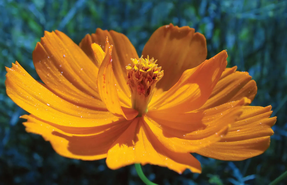 Tickseed flower seeds