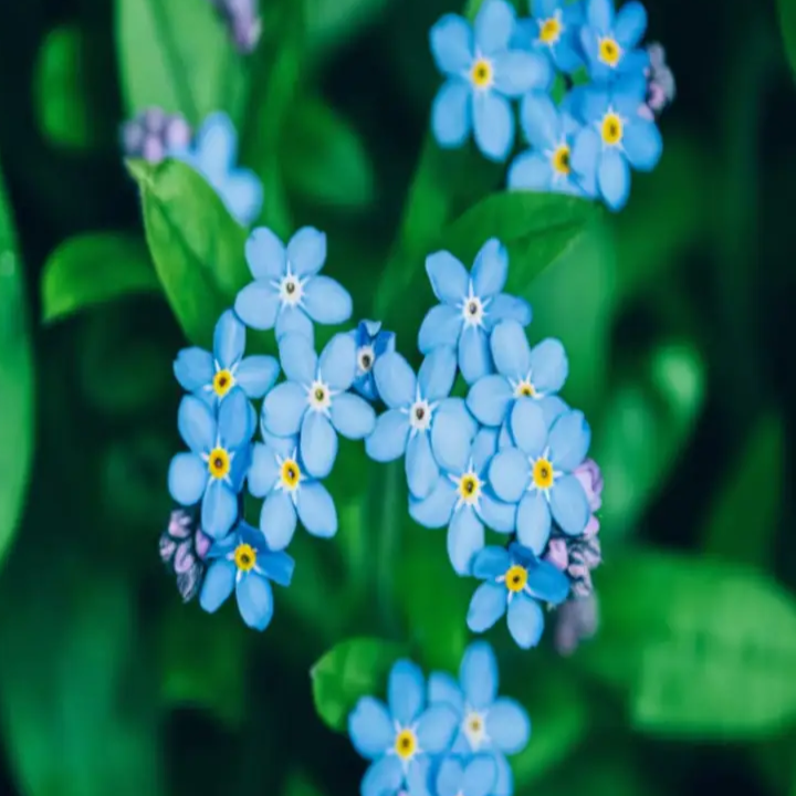 Classic Blue Forget-Me-Not plant
