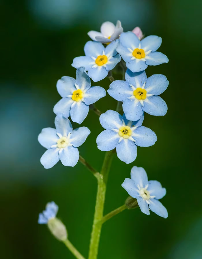 Forget Me flower seeds
