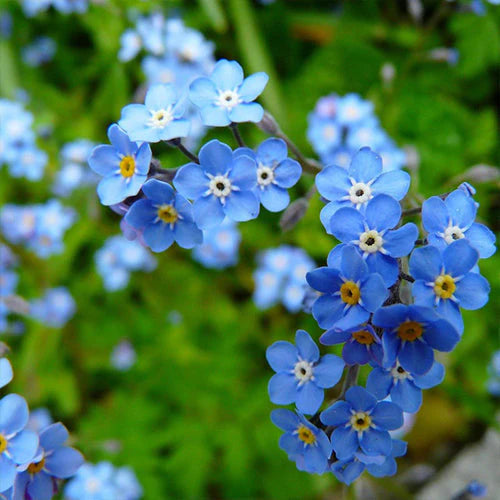 Forget Me flower seeds