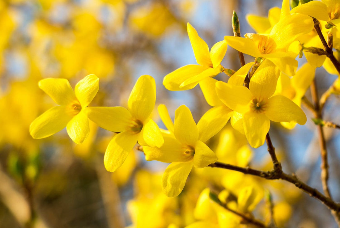Forsythia Hampshire flower seeds
