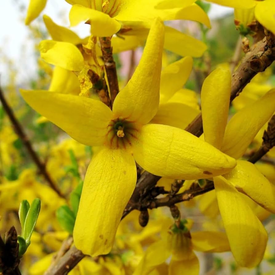Yellow Weeping flower seeds