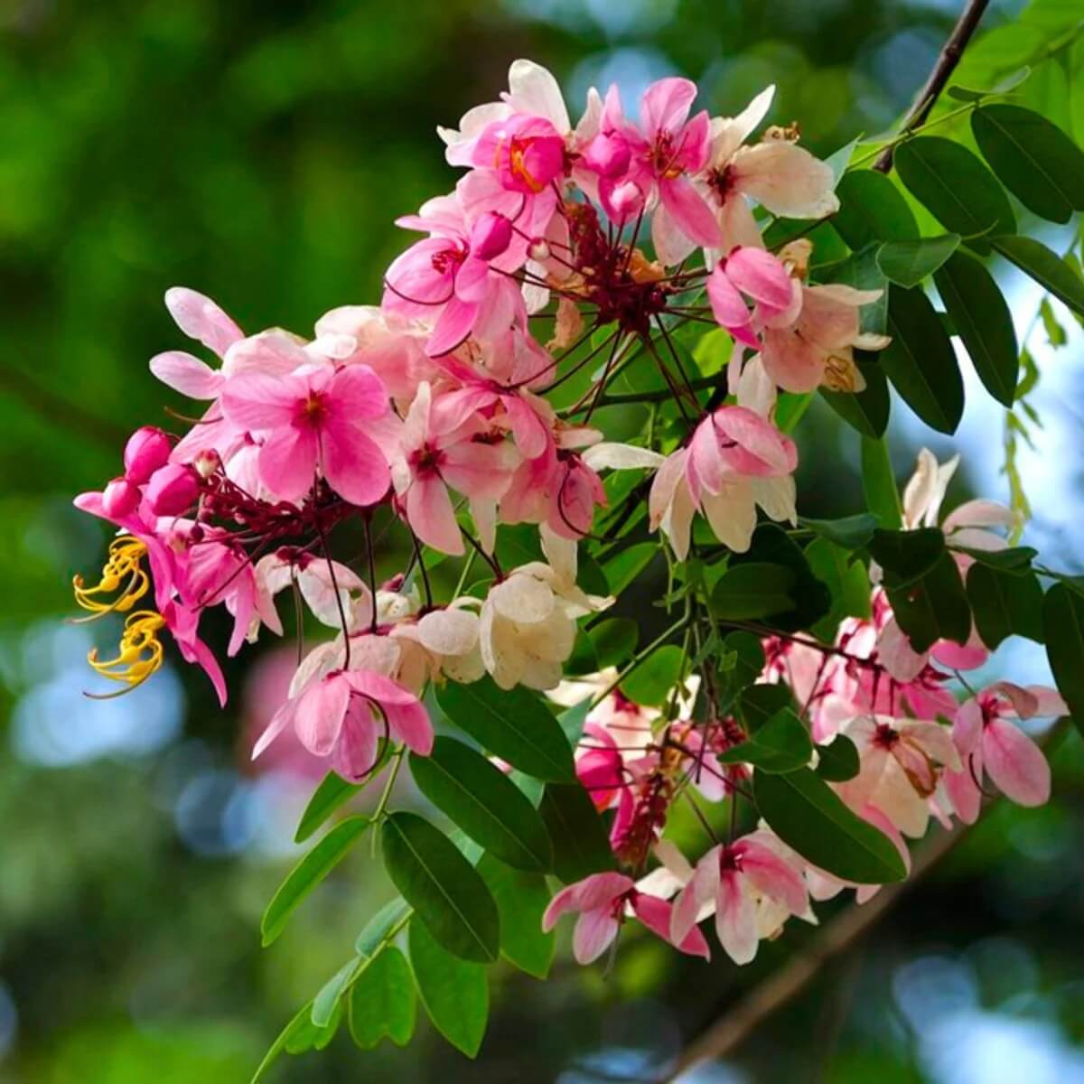 Baby Pink Forsythia plant