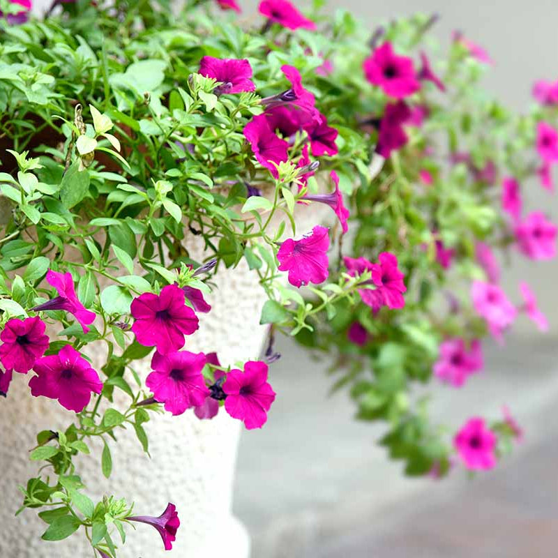 Colorful Four O'Clock plant