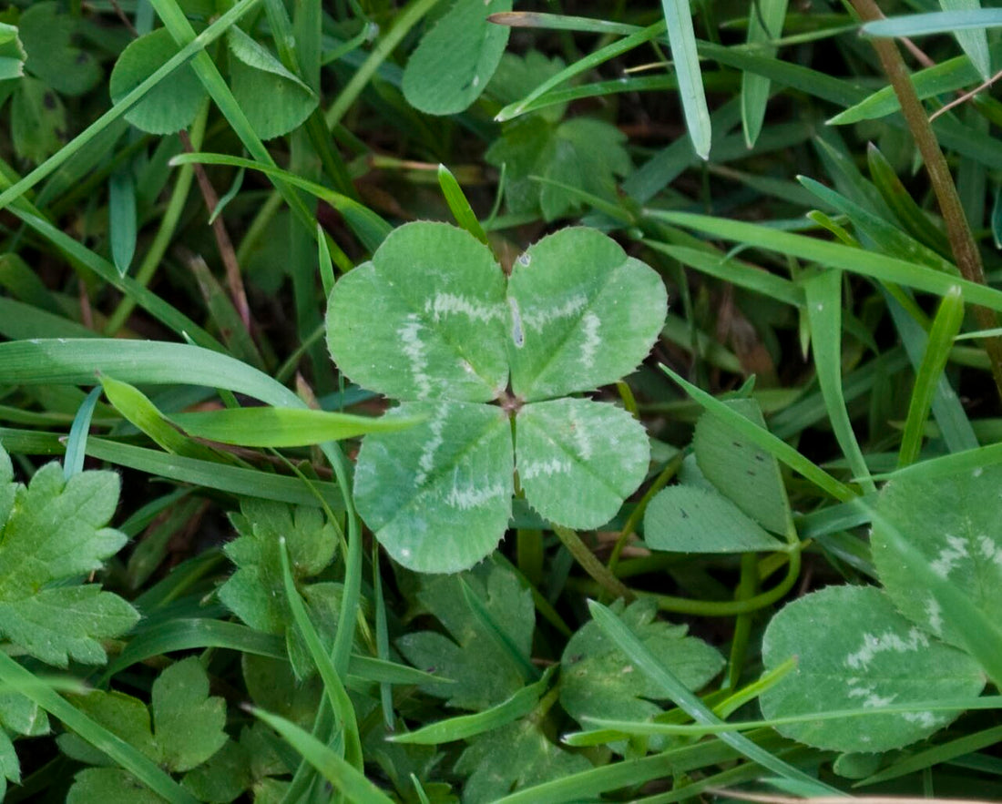 Dark Green flower seeds