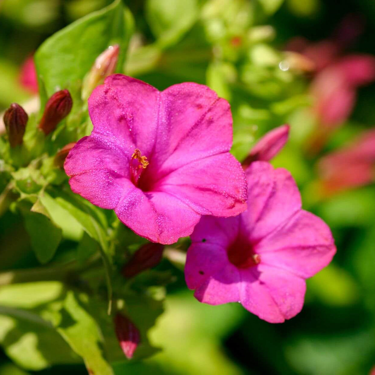Colorful Four O'Clock plant