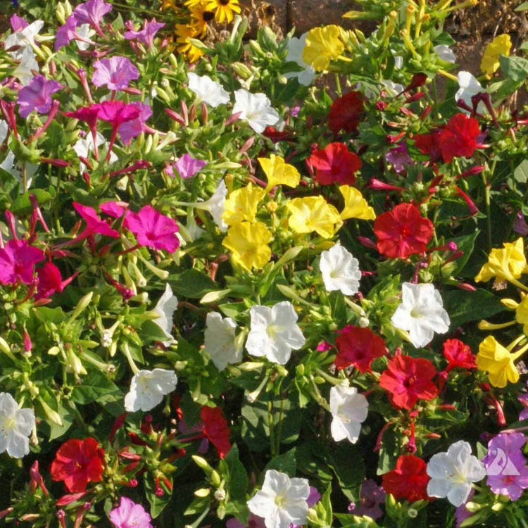 Four O 'Clock plant