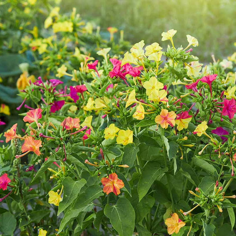 Four O 'Clock plant