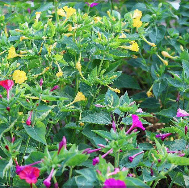 Four O'Clock plant