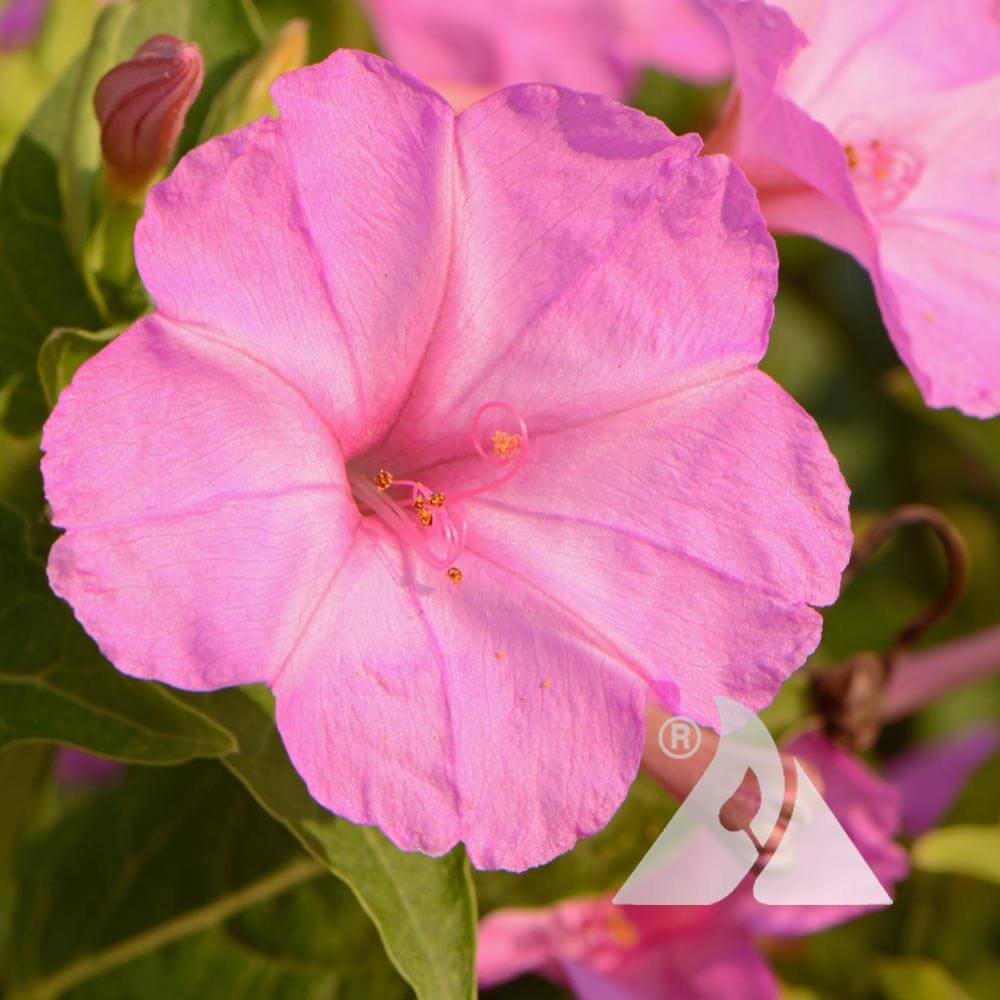 Four O 'Clock plant