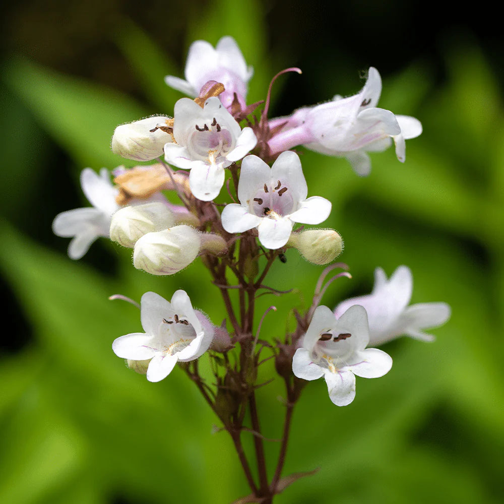 Beardtongue flower seeds
