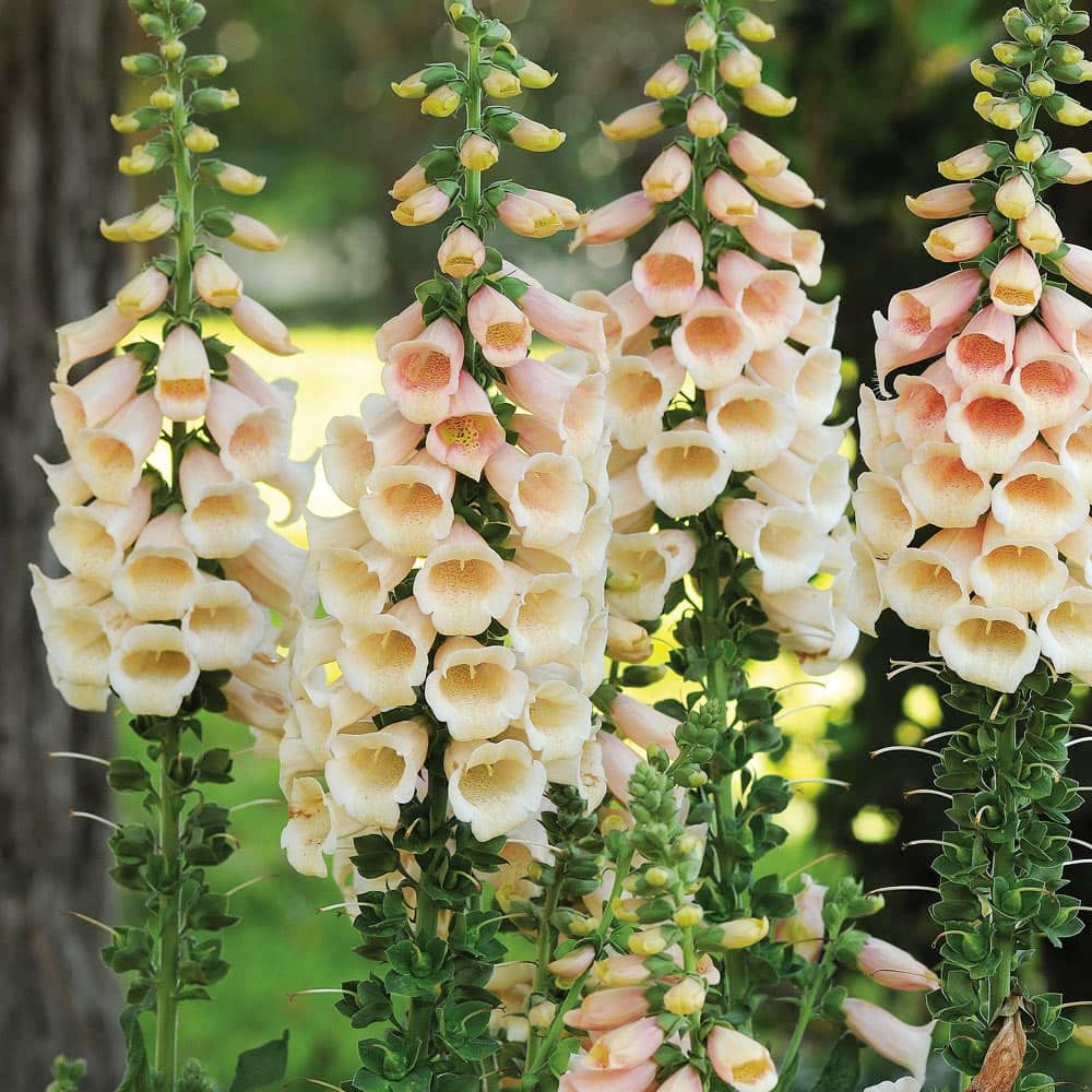 Peach Foxglove plant