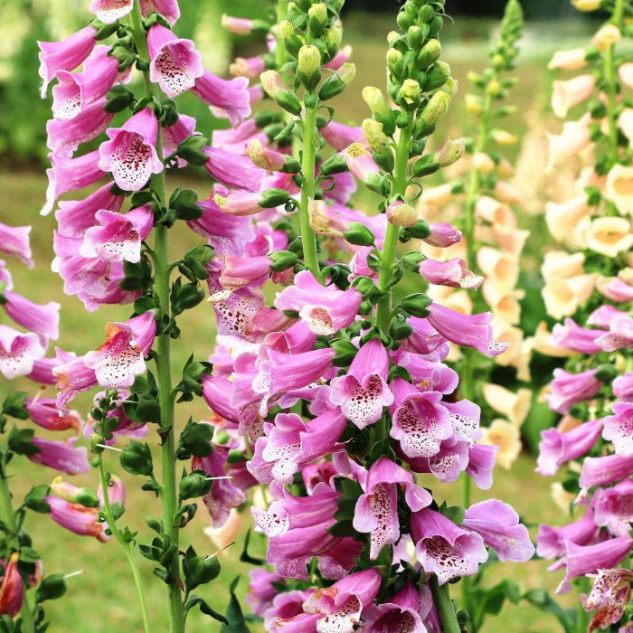 Pink Foxglove plant