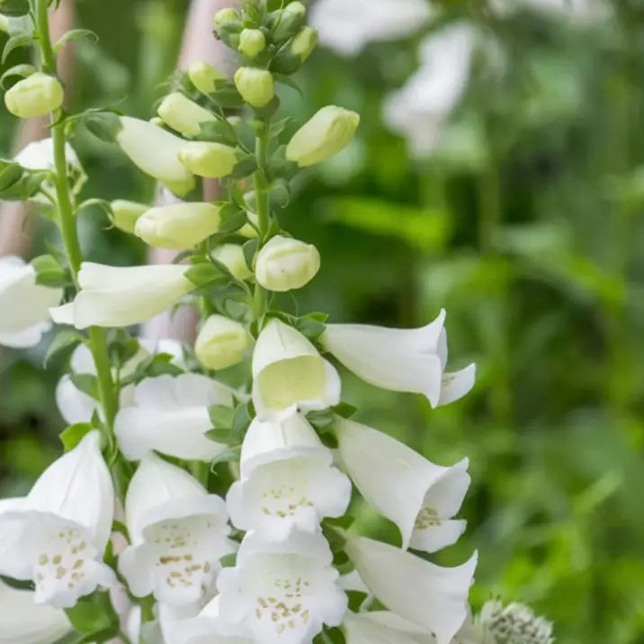 Premium Foxglove plant