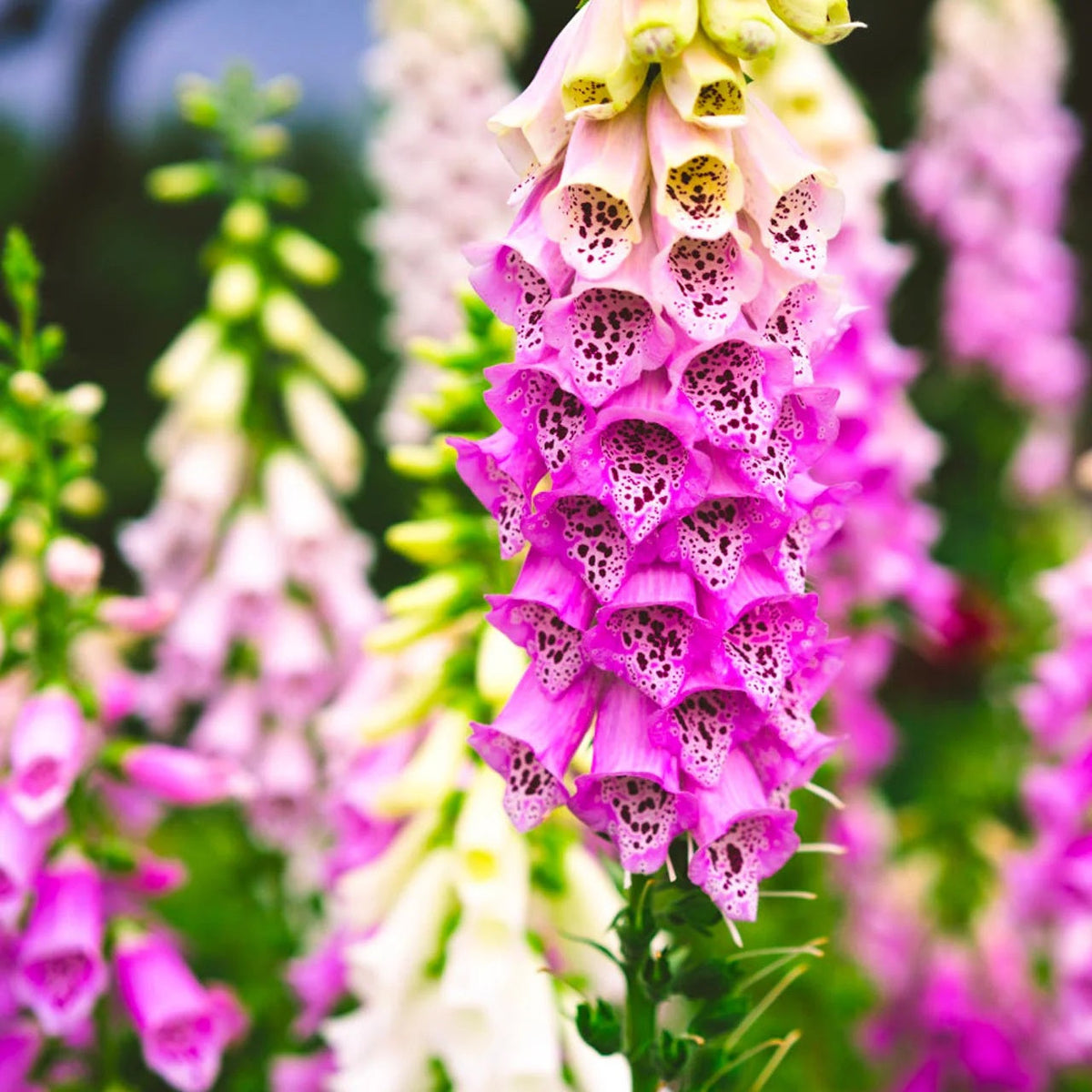 Pink Foxglove plant