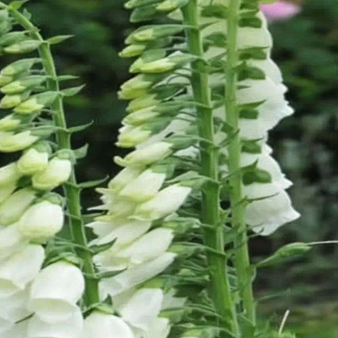 Premium Foxglove plant