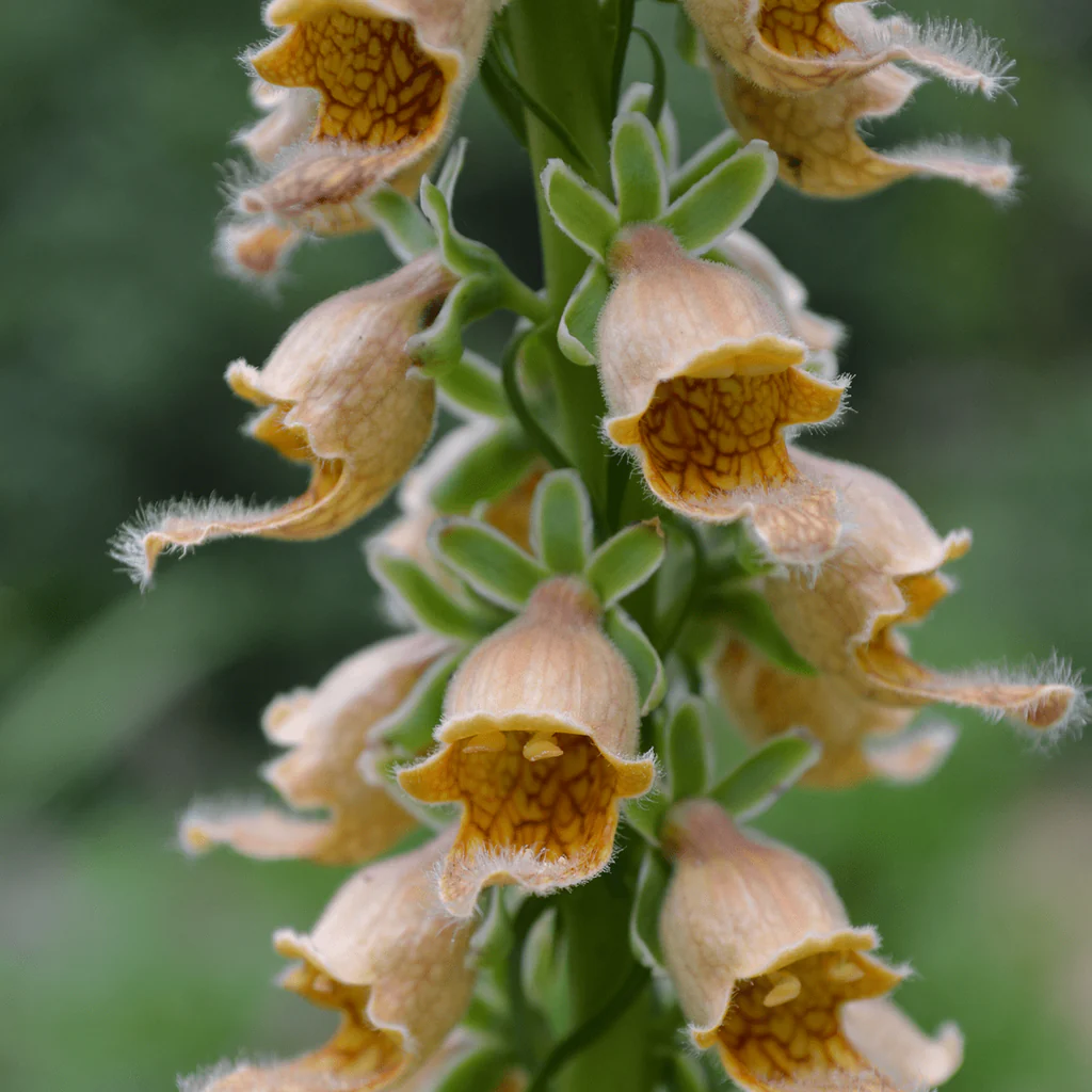Rusty Foxglove plant