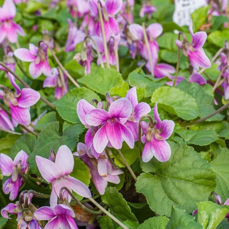 Fragrant English Violet plant