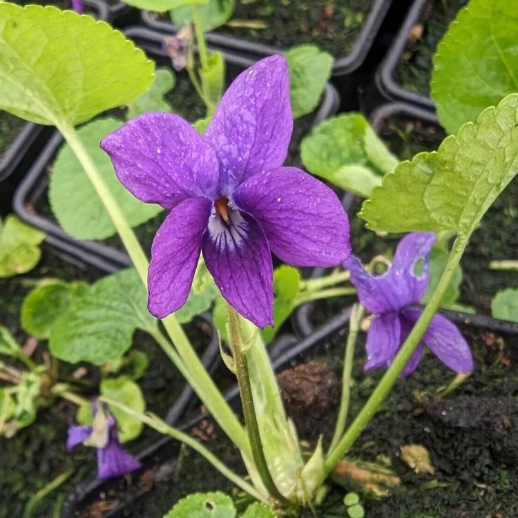 Fragrant English Violet plant
