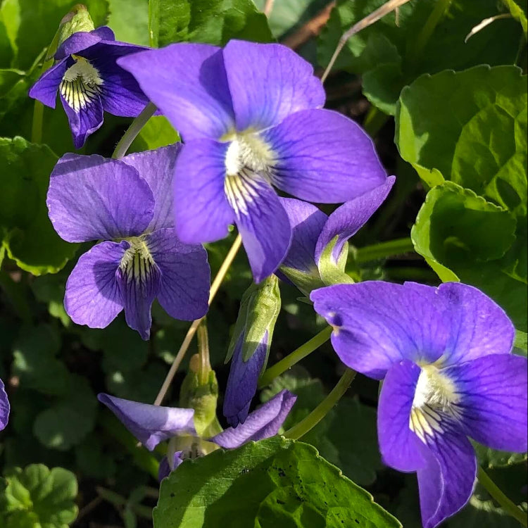 Fragrant English Violet plant