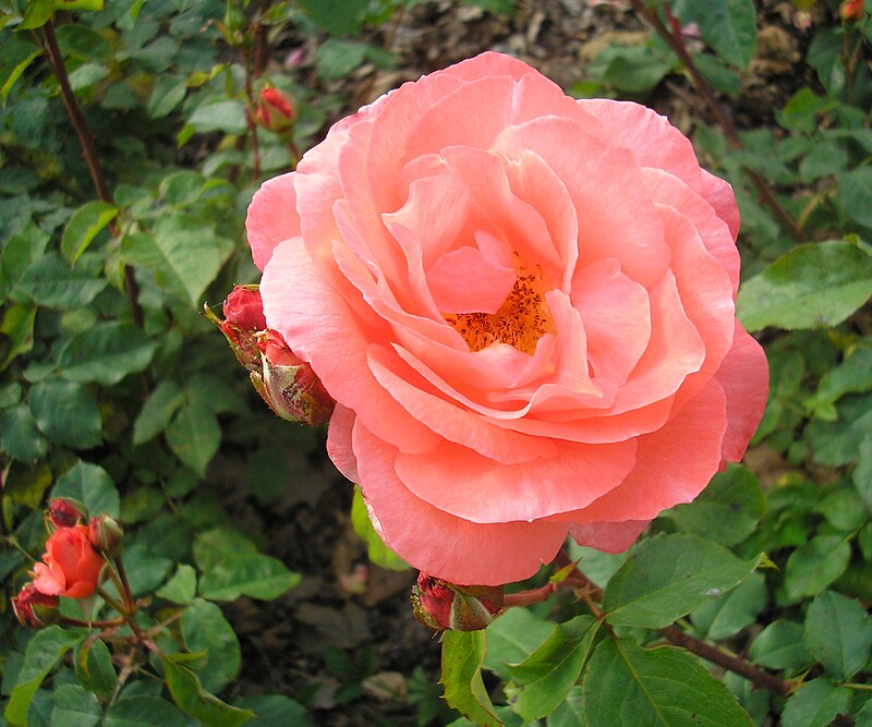 Rose flower seeds