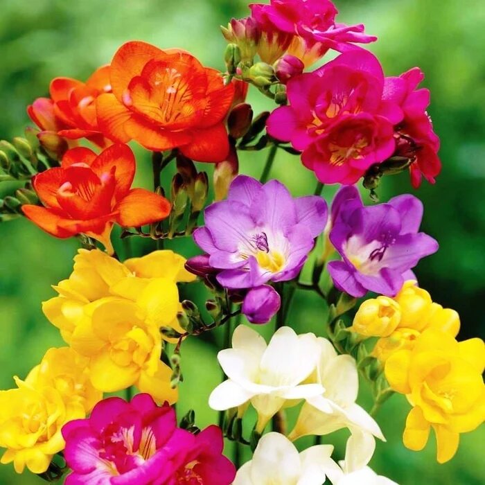 Mixed Freesia Flower Seeds for Planting – Colorful Heirloom Garden Flowers