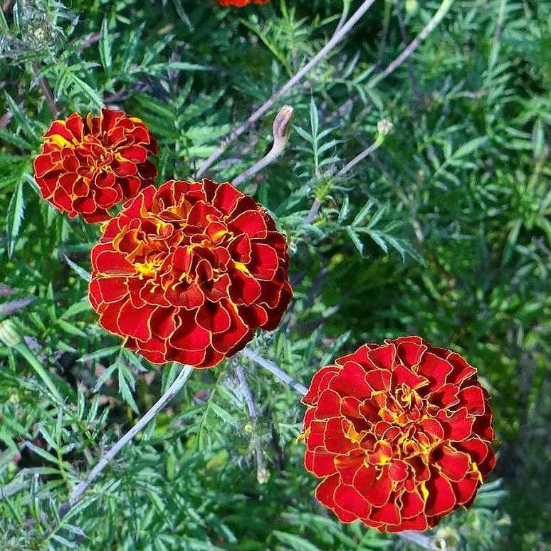 & Yellow Marigold plant